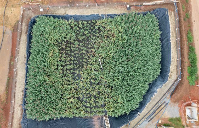 Sanepar aposta em “plantinhas trabalhadoras” para transformar esgoto em ouro 