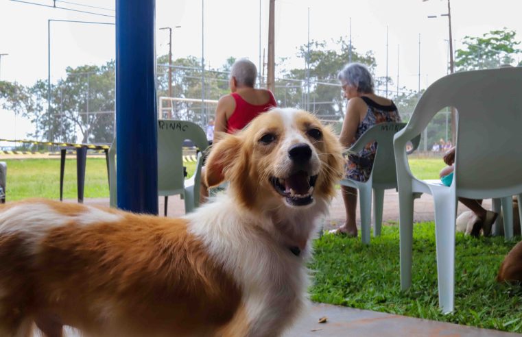 Praça com cara de parque e espaço pro dog: Paraná aposta em “pit stop” pra pets e gente