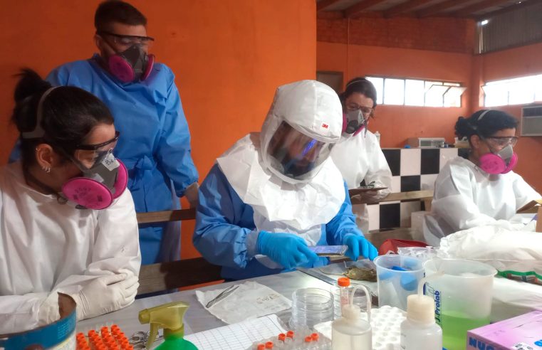 Xô, ratão! Saúde do Paraná fica “de butuca” com a hantavirose, mas garante que a piazada pode sossegar