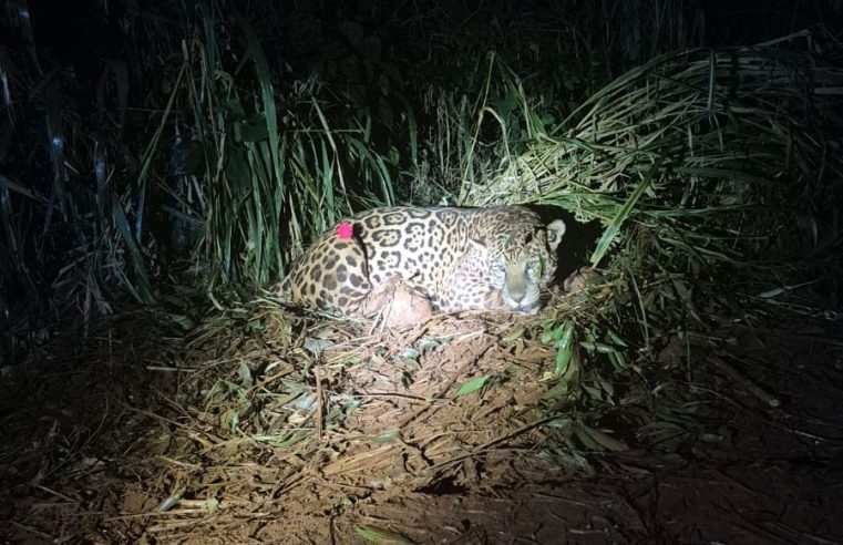 Tesão de piá: Onça fujona de 90 kg é capturada em Mandaguari após 48 dias de lida