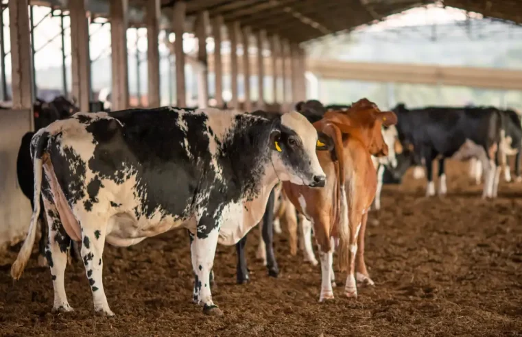 UE suspende carnes do Brasil; entenda impacto e próximos passos