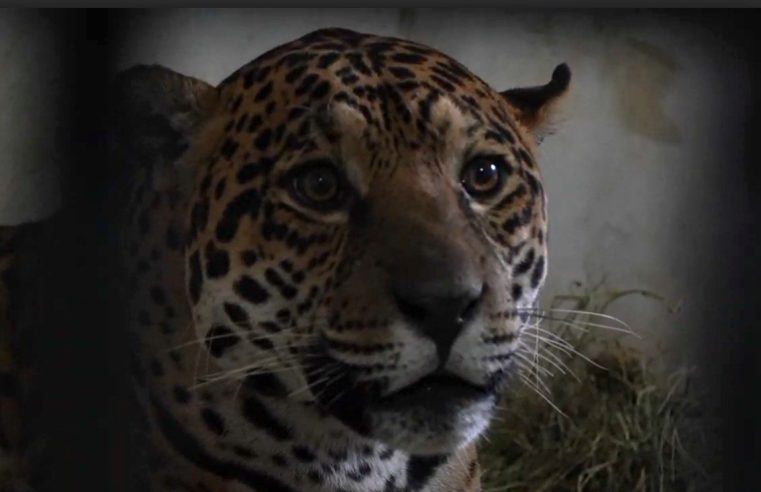 Onça-pintada resgatada após força-tarefa é transferida para refúgio em Foz do Iguaçu